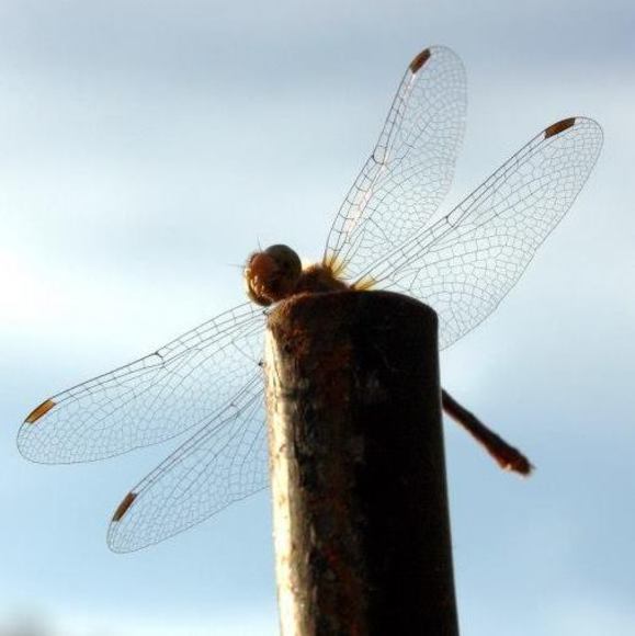 Meet your Posher, Julie-anne - Picture 1 of 1